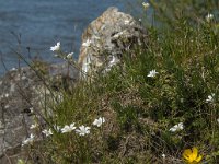 Cerastium arvense 29, Akkerhoornbloem, Saxifraga-Jan van der Straaten