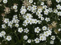 Cerastium arvense 3, Akkerhoornbloem, Saxifraga-Jan van der Straaten