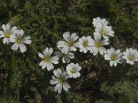 Cerastium arvense 30, Akkerhoornbloem, Saxifraga-Jan van der Straaten