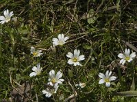 Cerastium arvense 31, Akkerhoornbloem, Saxifraga-Jan van der Straaten