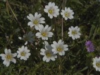 Cerastium arvense 32, Akkerhoornbloem, Saxifraga-Jan van der Straaten