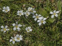 Cerastium arvense 33, Akkerhoornbloem, Saxifraga-Jan van der Straaten