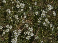 Cerastium arvense 34, Akkerhoornbloem, Saxifraga-Jan van der Straaten