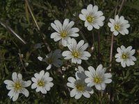 Cerastium arvense 35, Akkerhoornbloem, Saxifraga-Jan van der Straaten