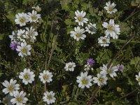 Cerastium arvense 36, Akkerhoornbloem, Saxifraga-Jan van der Straaten