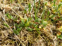 Cerastium arvense 37, Akkerhoornbloem, Saxifraga-Rutger Barendse