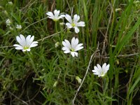 Cerastium arvense 38, Akkerhoornbloem, Saxifraga-Rutger Barendse