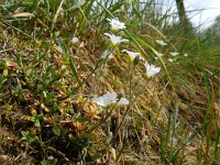 Cerastium arvense 39, Akkerhoornbloem, Saxifraga-Rutger Barendse