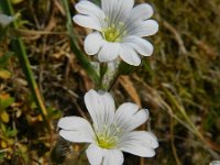 Cerastium arvense 40, Akkerhoornbloem, Saxifraga-Rutger Barendse