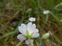 Cerastium arvense 41, Akkerhoornbloem, Saxifraga-Rutger Barendse