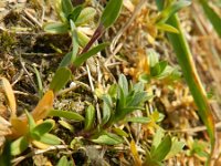 Cerastium arvense 43, Akkerhoornbloem, Saxifraga-Rutger Barendse