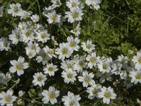 Cerastium arvense 44, Akkerhoornbloem, Saxifraga-Jan van der Straaten