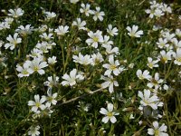 Cerastium arvense 45, Akkerhoornbloem, Saxifraga-Ed Stikvoort