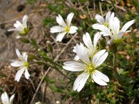 Cerastium arvense 46, Akkerhoornbloem, Saxifraga-Ed Stikvoort