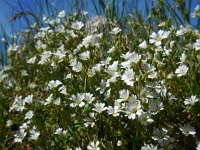 Cerastium arvense 47, Akkerhoornbloem, Saxifraga-Ed Stikvoort