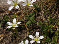 Cerastium arvense 48, Akkerhoornbloem, Saxifraga-Ed Stikvoort