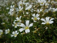 Cerastium arvense 49, Akkerhoornbloem, Saxifraga-Ed Stikvoort