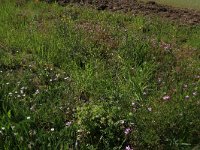 Cerastium arvense 50, Akkerhoornbloem, Saxifraga-Hans Boll