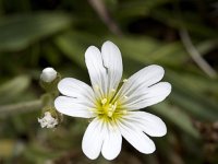 Akkerhoornbloem  Close up of the flower of Field Chickweed (Cerastium arvense), Holland : Cerastium arvense), close up, closeup, color, colour, Dutch, Europe European, Field chickweed, flora, flora floral, floral, flower, Haamstede, Holland, macro, nature natural, Netherlands, plant, square, summer, white