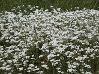 Cerastium arvense 52, Akkerhoornbloem, Saxifraga-Willem van Kruijsbergen