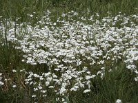 Cerastium arvense 54, Akkerhoornbloem, Saxifraga-Willem van Kruijsbergen (2)