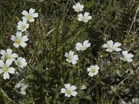 Cerastium arvense ssp arvense 10, Akkerhoornbloem, Saxifraga-Marijke Verhagen