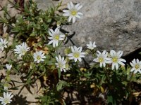 Cerastium arvense ssp arvense 11, Akkerhoornbloem, Saxifraga-Willem van Kruijsbergen