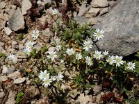 Cerastium arvense ssp arvense 12, Akkerhoornbloem, Saxifraga-Willem van Kruijsbergen