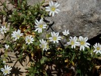 Cerastium arvense ssp arvense 13, Akkerhoornbloem, Saxifraga-Willem van Kruijsbergen