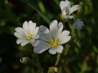 Cerastium arvense ssp arvense 4, Akkerhoornbloem, Saxifraga-Willem van Kruijsbergen