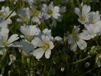 Cerastium arvense ssp arvense 5, Akkerhoornbloem, Saxifraga-Willem van Kruijsbergen