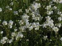 Cerastium arvense ssp arvense 6, Akkerhoornbloem, Saxifraga-Willem van Kruijsbergen