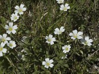 Cerastium arvense ssp arvense 7, Akkerhoornbloem, Saxifraga-Marijke Verhagen