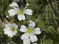 Cerastium arvense ssp arvense 9, Akkerhoornbloem, Saxifraga-Marijke Verhagen