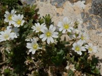 Cerastium arvense ssp strictum 15, Saxifraga-Willem van Kruijsbergen