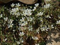 Cerastium arvense ssp strictum 16, Saxifraga-Willem van Kruijsbergen