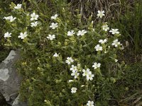 Cerastium arvense ssp strictum 17, Saxifraga-Marijke Verhagen