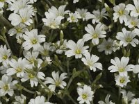 Cerastium arvense ssp strictum 18, Saxifraga-Marijke Verhagen