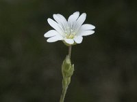 Cerastium arvense ssp strictum 20, Saxifraga-Jan van der Straaten