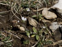 Cerastium arvense ssp suffruticosum 22, Saxifraga-Willem van Kruijsbergen