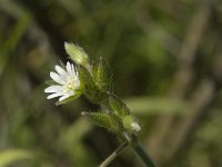 Cerastium diffusum 1, Scheve hoornbloem, Saxifraga-Jan van der Straaten