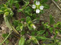 Cerastium diffusum 10, Scheve hoornbloem, Saxifraga-Rutger Barendse