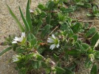 Cerastium diffusum 12, Scheve hoornbloem, Saxifraga-Rutger Barendse