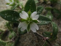 Cerastium diffusum 13, Scheve hoornbloem, Saxifraga-Rutger Barendse