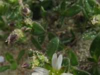 Cerastium diffusum 14, Scheve hoornbloem, Saxifraga-Rutger Barendse