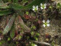 Cerastium diffusum 15, Scheve hoornbloem, Saxifraga-Rutger Barendse