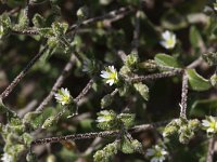 Cerastium diffusum 16, Scheve hoornbloem, Saxifraga-Peter Meininger