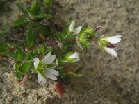 Cerastium diffusum 19, Scheve hoornbloem, Saxifraga-Rutger Barendse