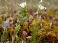 Cerastium diffusum 2, Scheve hoornbloem, Saxifraga-Peter Meininger