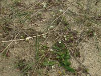 Cerastium diffusum 24, Scheve hoornbloem, Saxifraga-Rutger Barendse